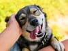The Asian pet industry