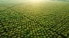 United Plantations 2022 update