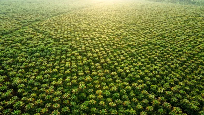 United Plantations 2022 update