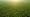 United Plantations 2022 update
